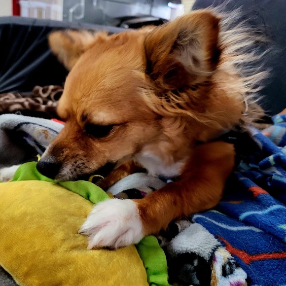 Meet your Posher, Lisanna - Picture 1 of 1